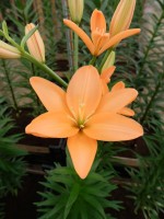 [4090 Orange Cocotte DJ No02.JPG]